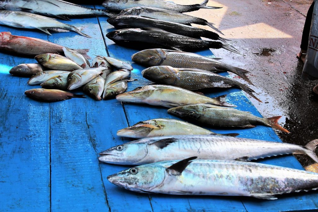 fish-3248690_1280