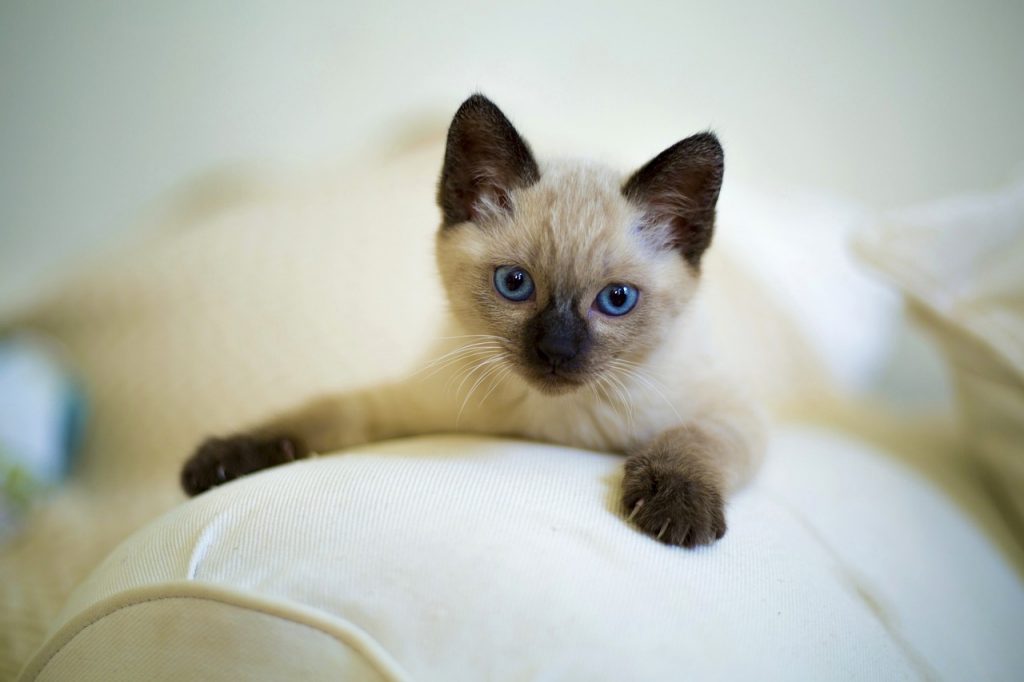 cute-3252251_1280